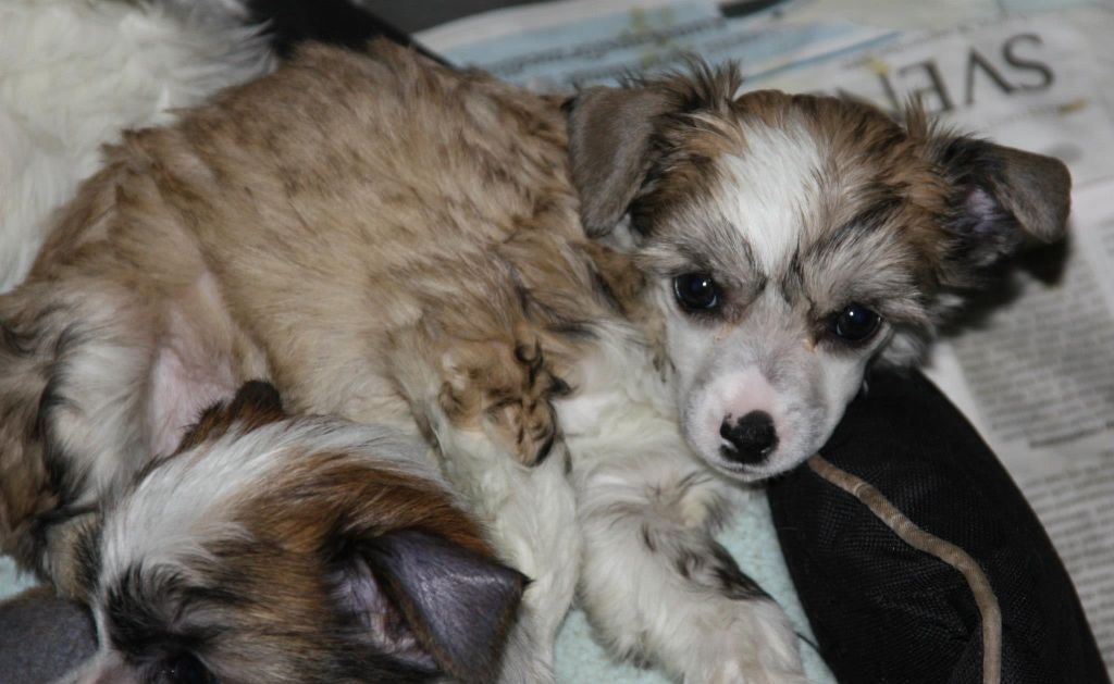 Lickershamns Chiquitita