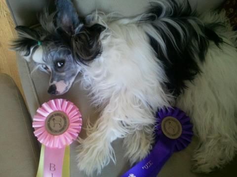 Lickershamns Kisses-Of-Fire