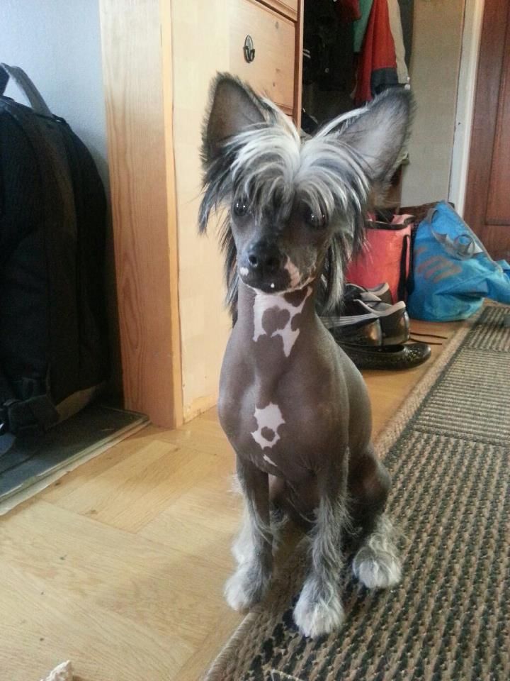 Lickershamns Victoria