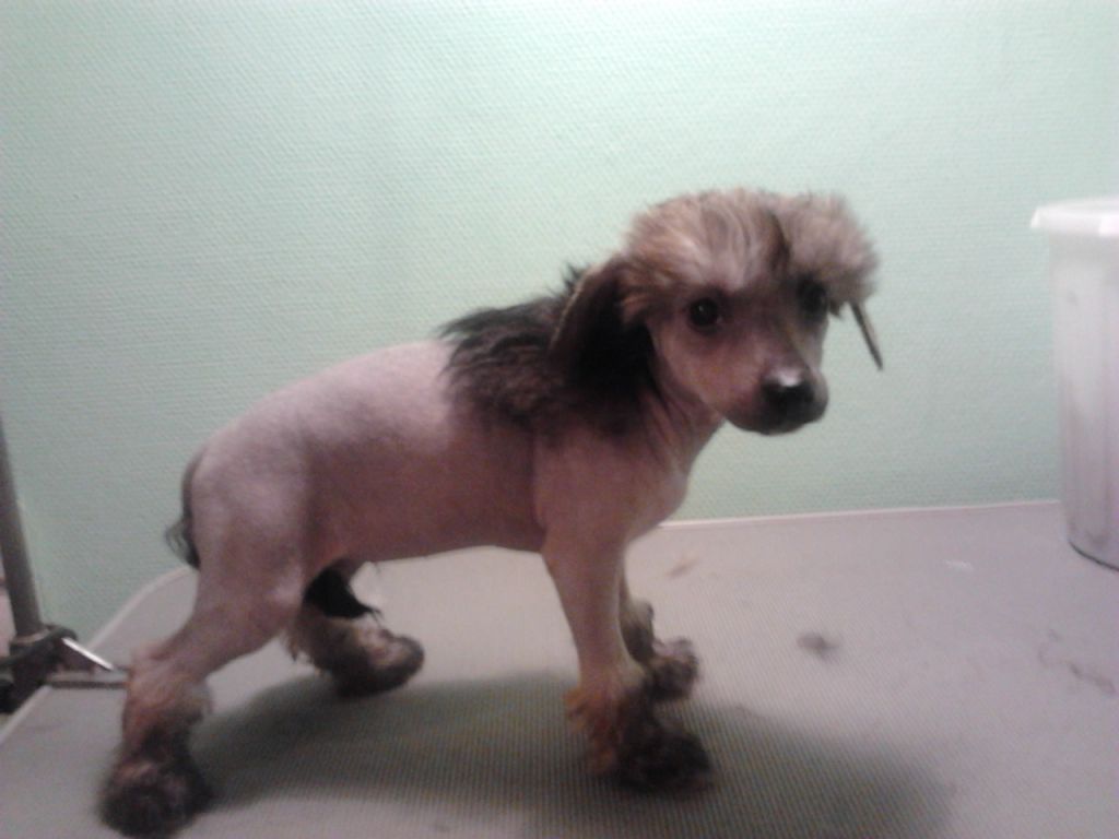 Kedveshazi Sweetgirl