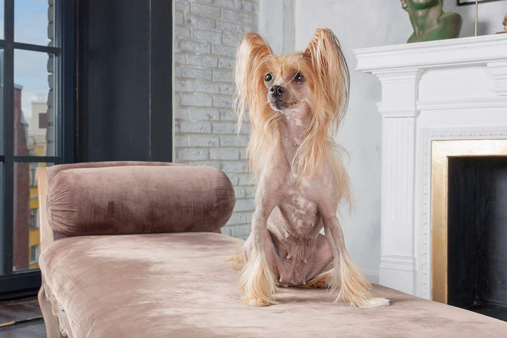 Alvine Band Riola You Number One