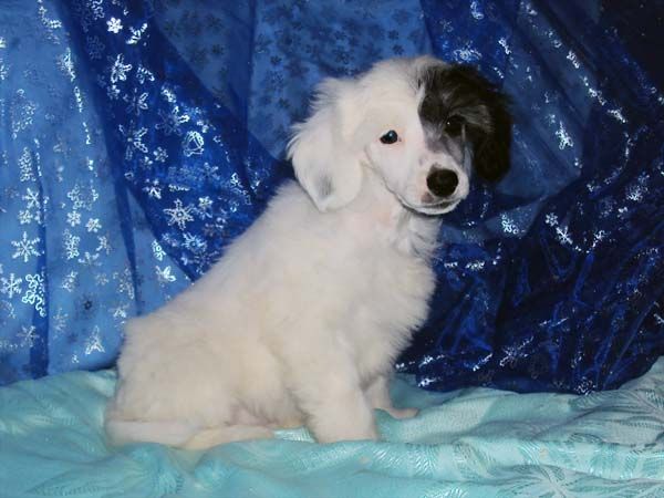 Geares Ierogliph  (Hieroglyph)