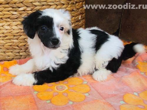 Geares In'-Yan'   (yin-yang)