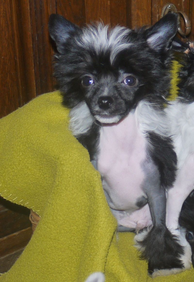 Juwel of Roingold Little Charmings..