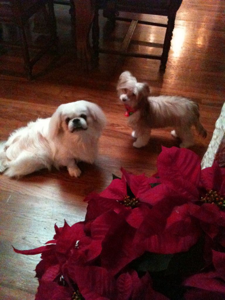 KG was Caught Red-Handed by Sakkarra