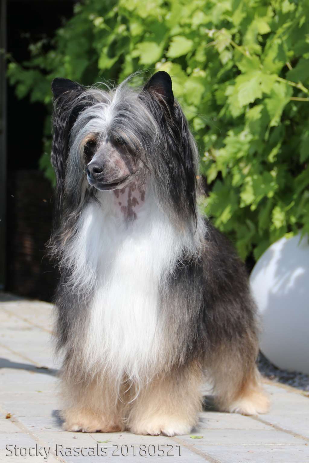 Forseti's Electric Jam