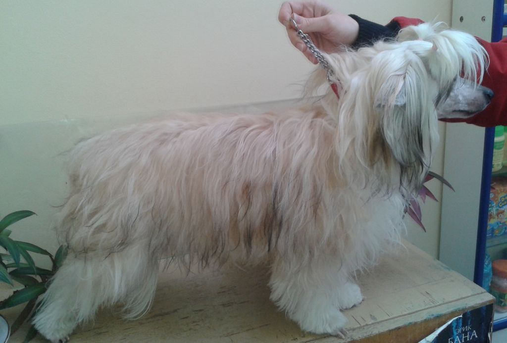 Chardash Bonus Westtai