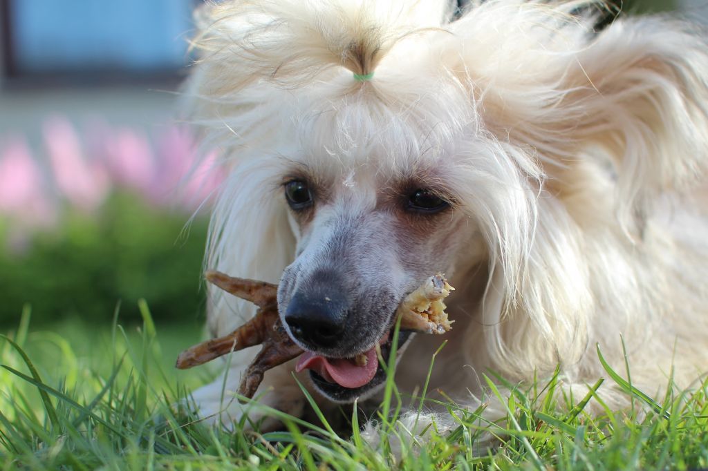 Chester Bonus Westtai