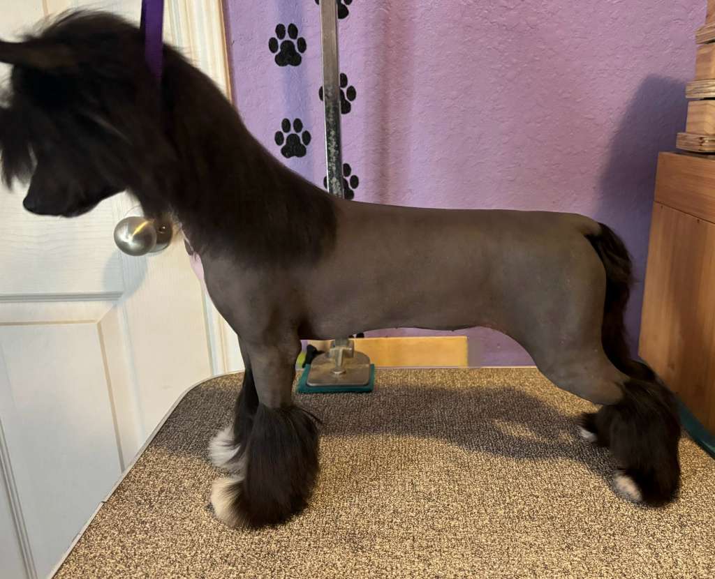 Gracieux Fortune Favors The Bold