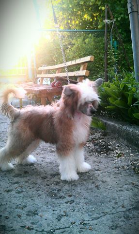 Anna Sky Kennel Onyx