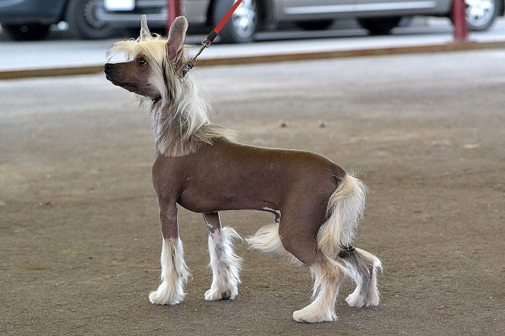 Anna Sky Kennel Optimus Prime