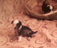 Vellar Pljus Luchiya