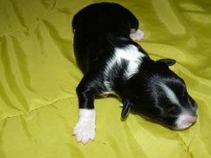 Lara Croft De Los Gamusinos