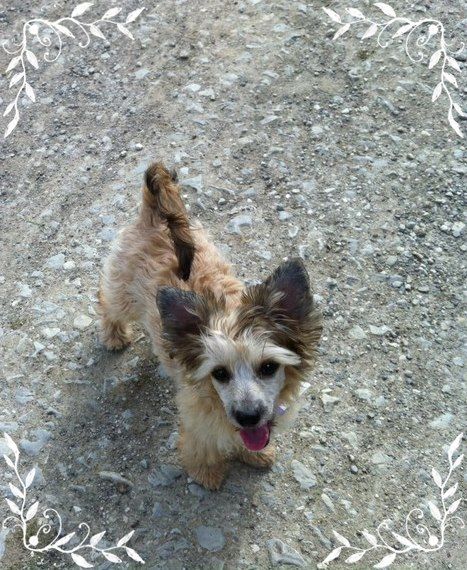 Kissed By An Angel Princes de la Roses