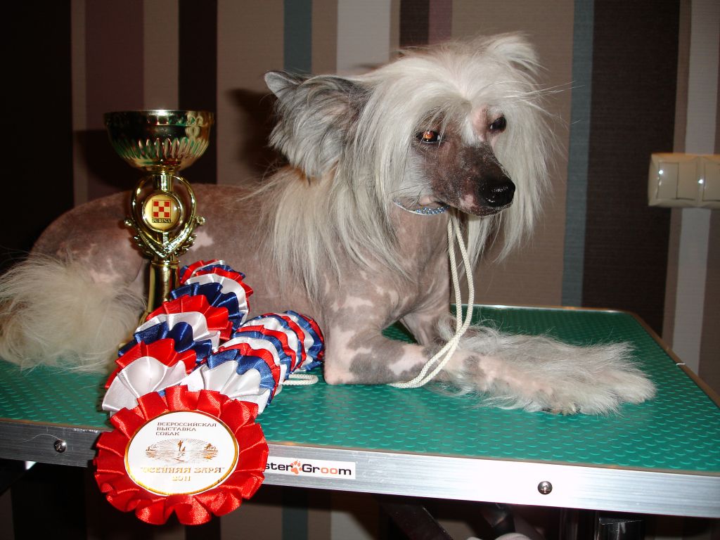 Rodjersiya Glamurnaya Grafinya