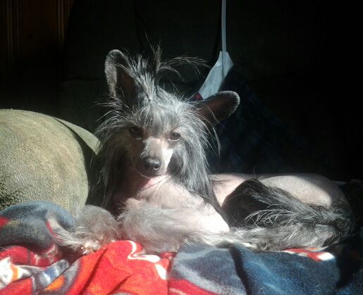 Piquin's Schezwan Princess