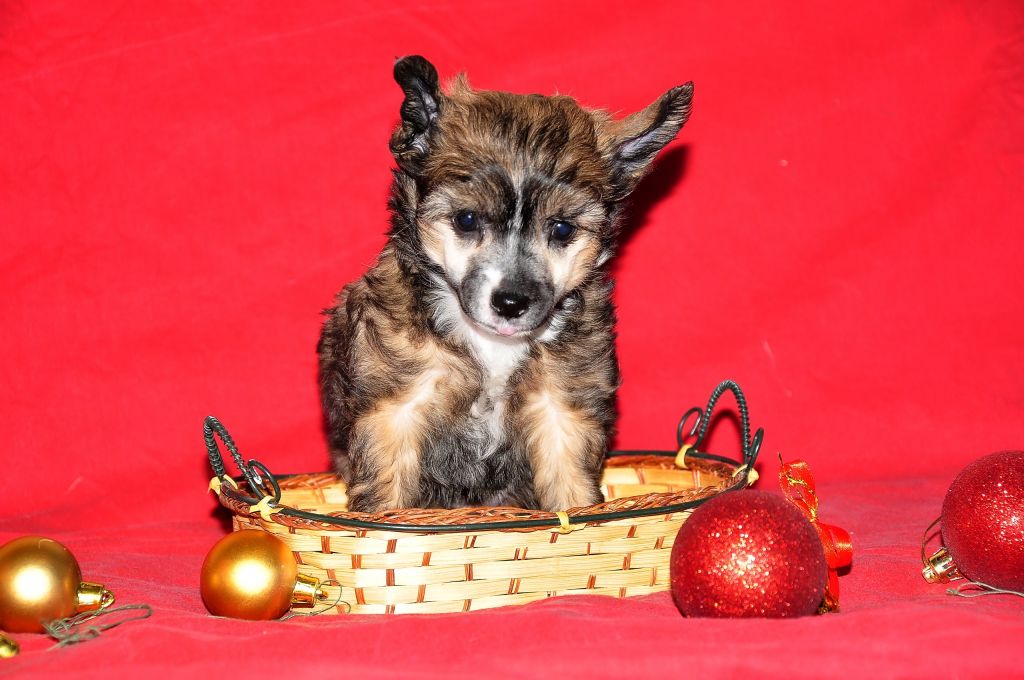 Vald Rotmas Kohana Ayami