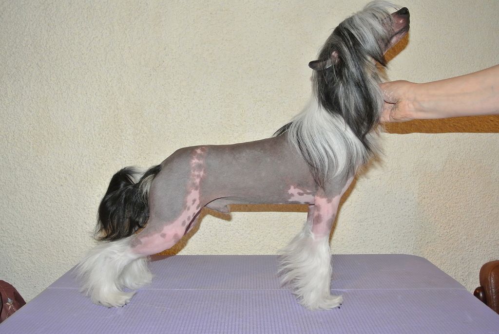 Irgen Gold Florizel Prince