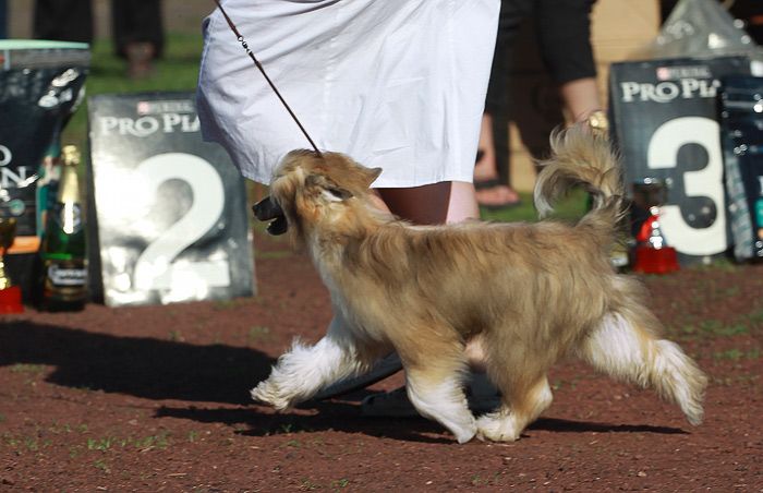 Che Ganzo A Pupetta Mareska