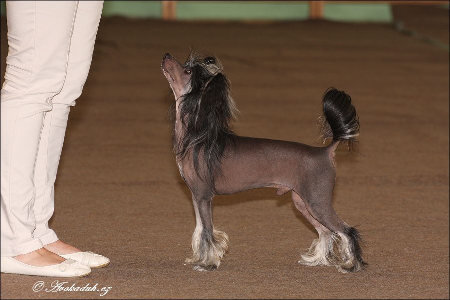 Venus as a Boy Avokaduh