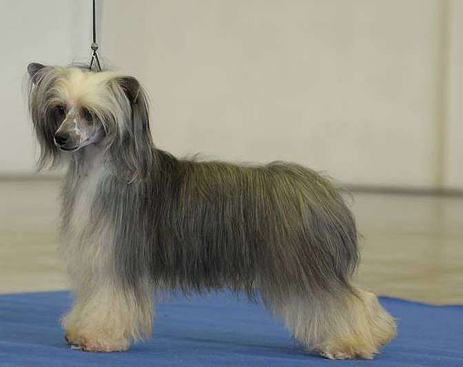 Very Stylish Girl  Avokaduh