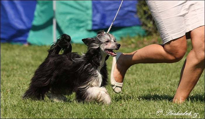 Veni Vidi Vici Avokaduh