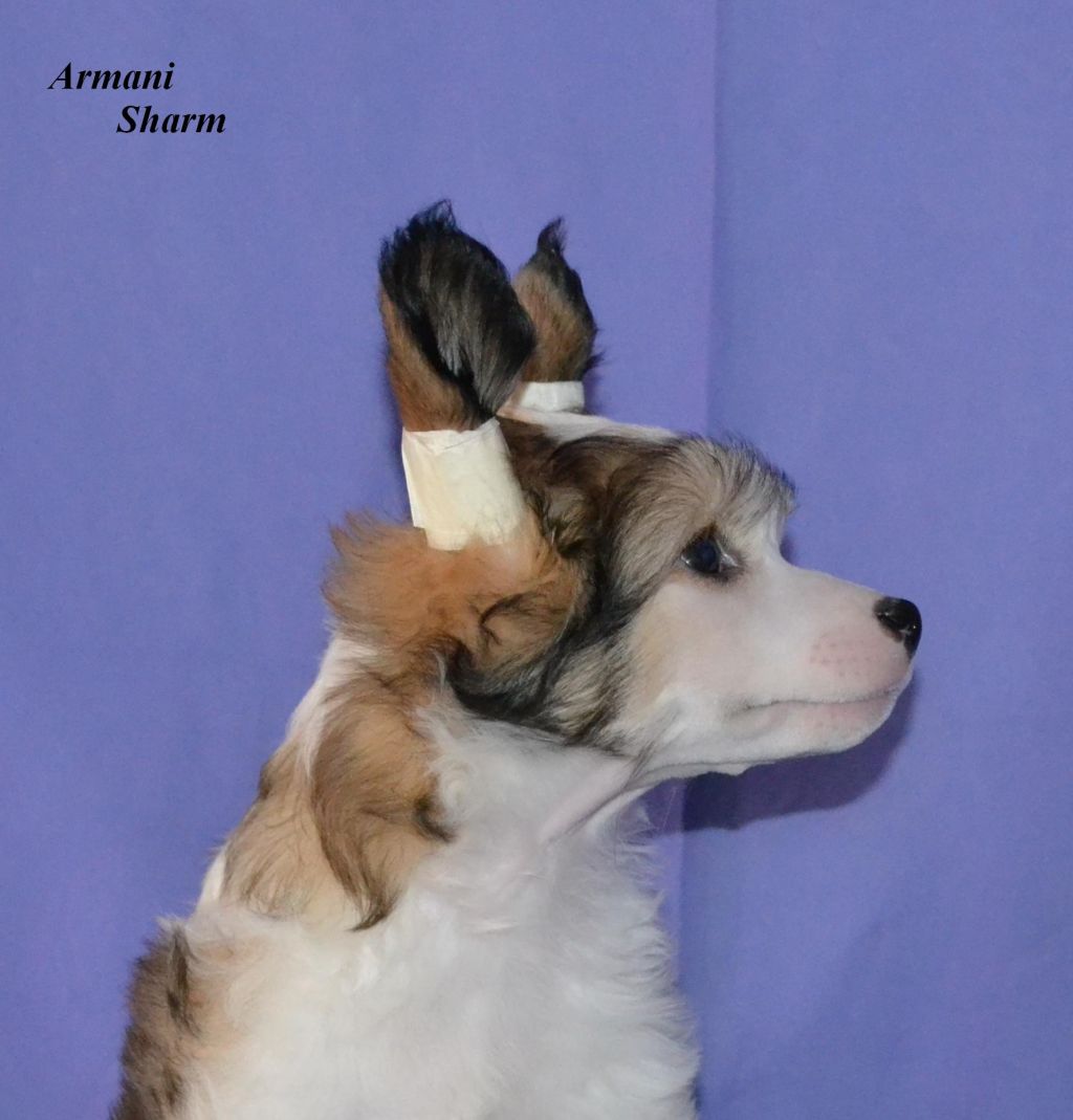 Armani Sharm Bosom Friend