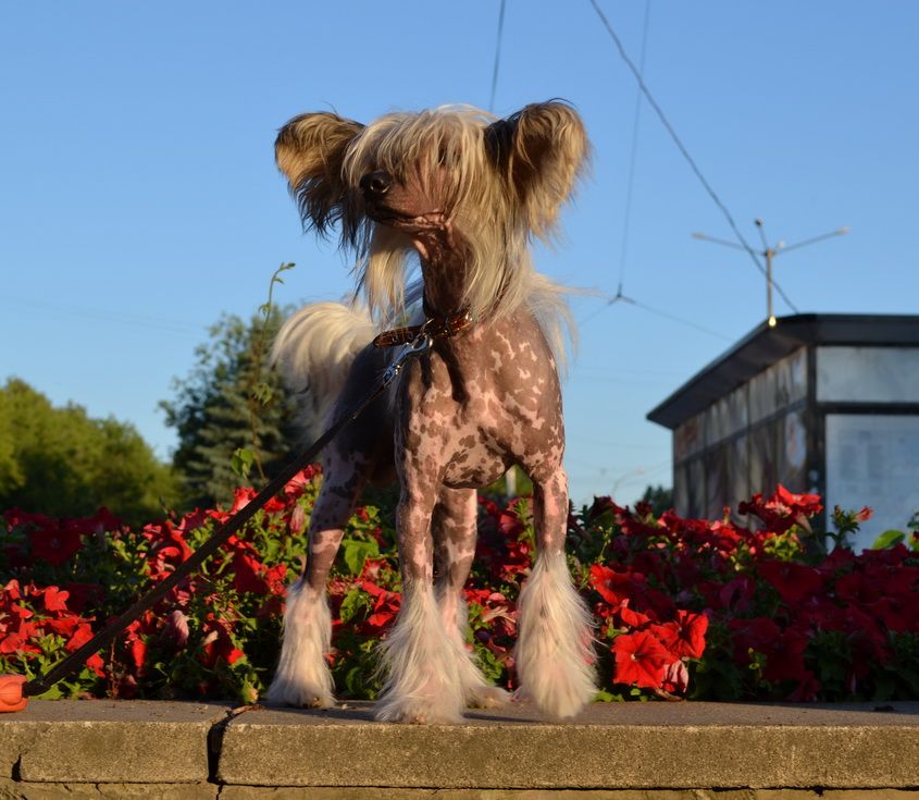 Ins Lucky Star Uolt Disnei