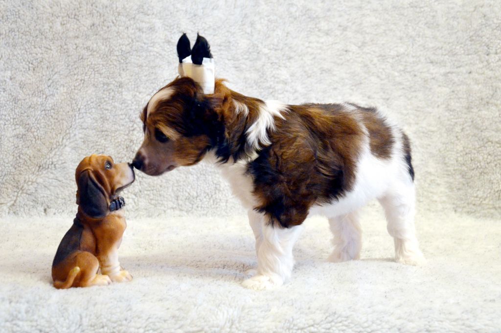 Ins Lucky Star Uanstep