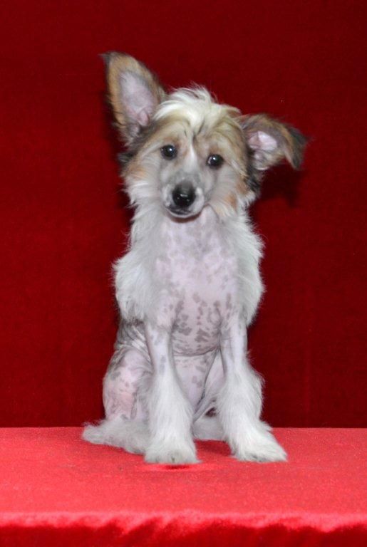 Ins Lucky Star Ullsi Dzhaz