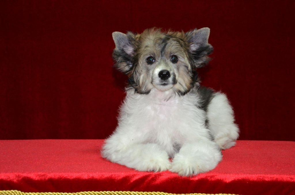 Ins Lucky Star Unkarina