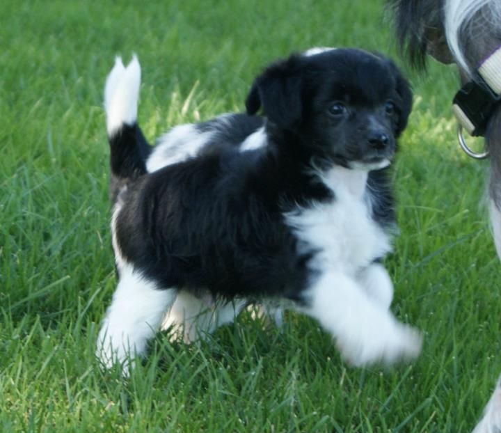 Amigo Charly von Natelberg