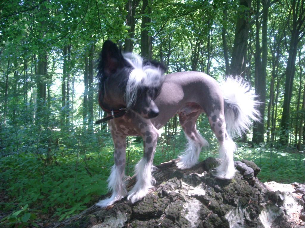 Chinchosa's Stracciatella Ice