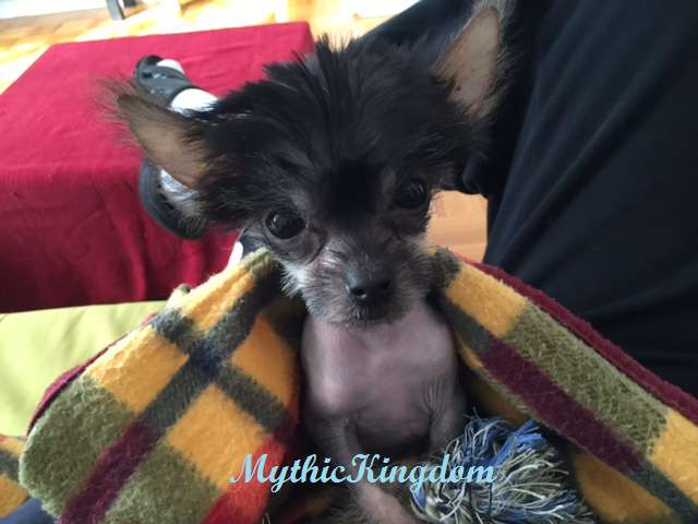 Mythic Black Belt Jetro