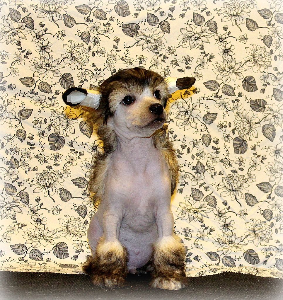 Akelas Bring It On Down