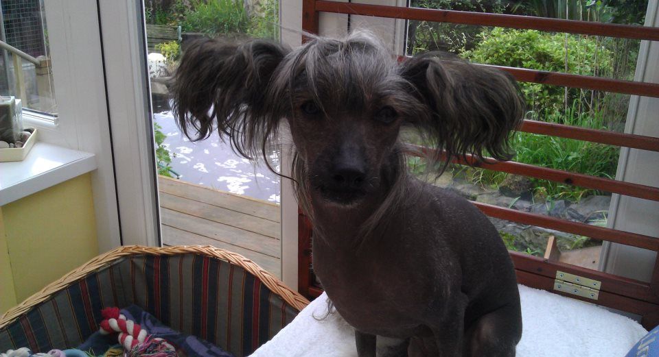 Gizootys Fabulous Folly for Aliped