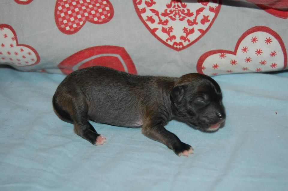 Pinky Twinky Mr Right