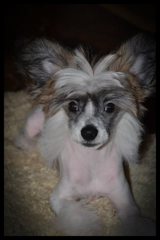 Pinky Twinky Mr Bond