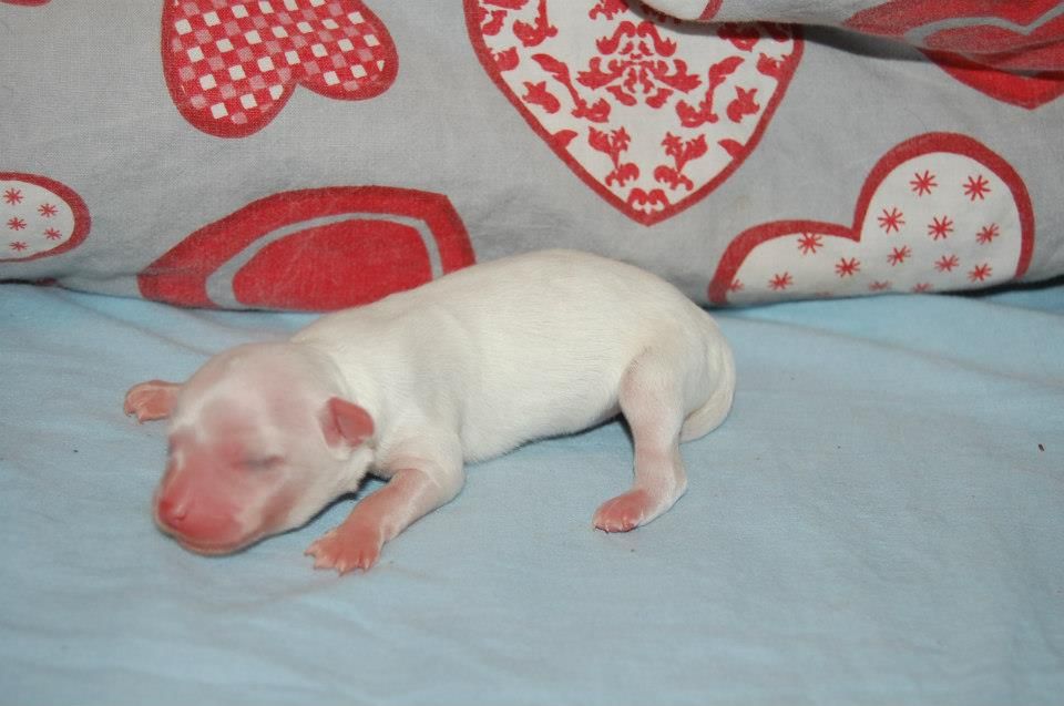 Pinky Twinky Miss Marilyn