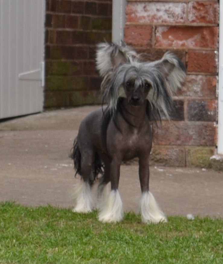 Dragonland Enigma Nero