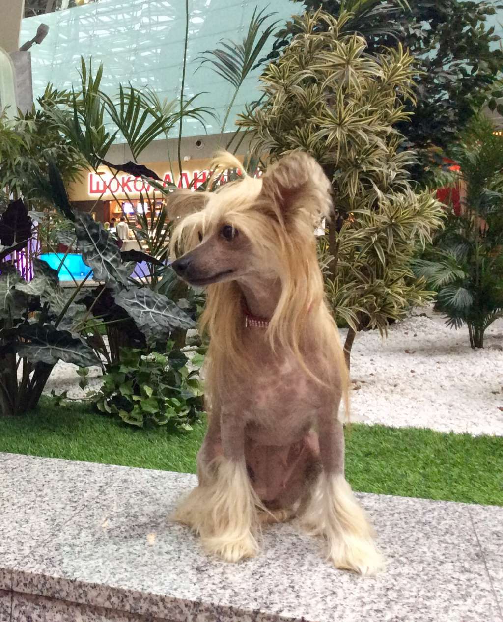 Olegro Katrin Amazing Love