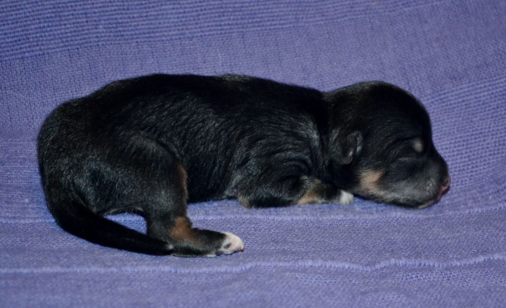 Exotic Paradise Erika