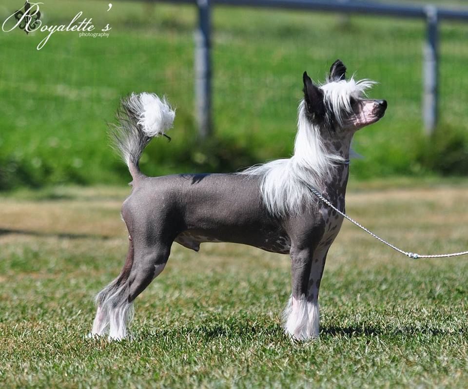 Chattanooga's Jykevää On Rakkaus