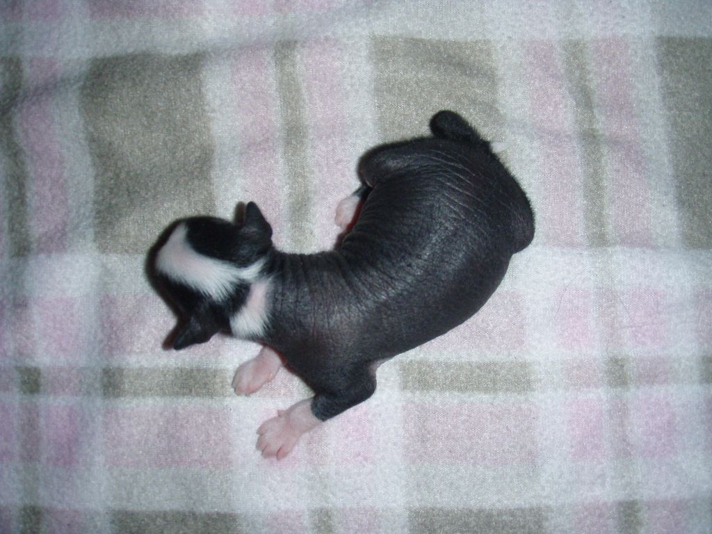 Chattanooga's Reseptinä Rakkaus