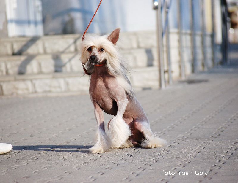 Bardolf For  Irgen Gold  Molosos Gratzi