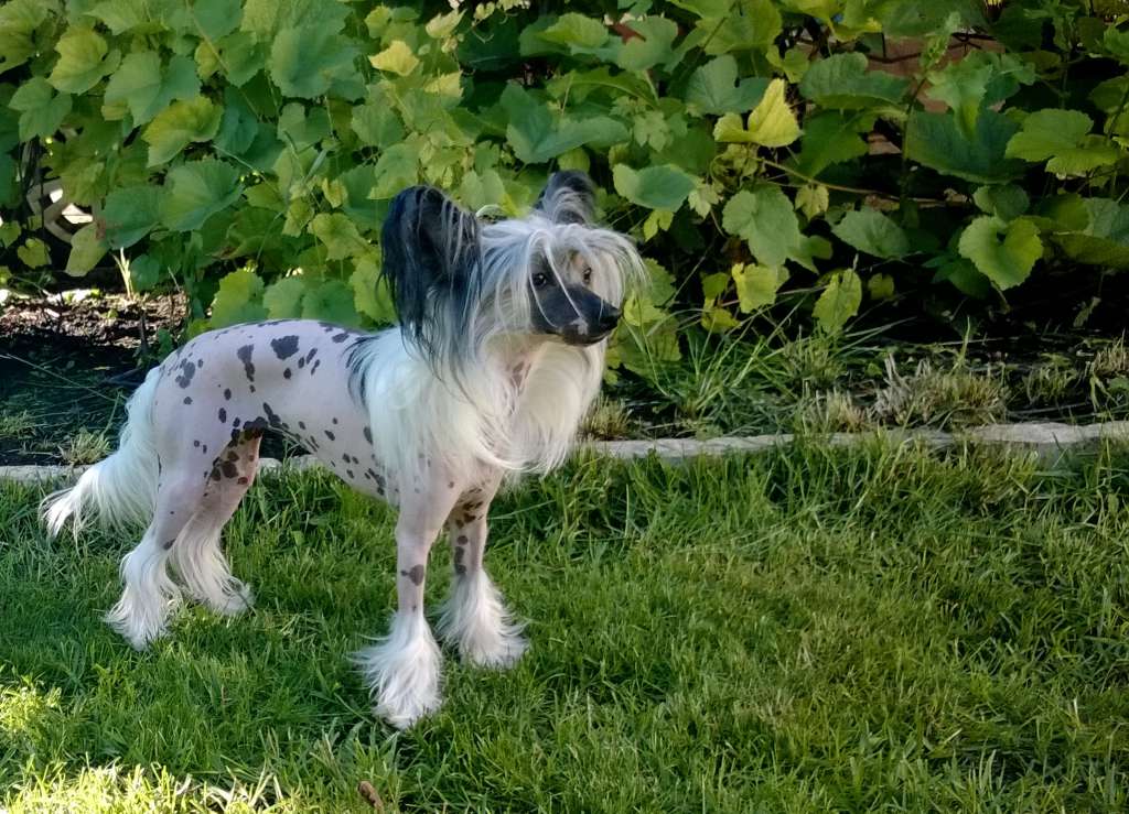 Berenice Molosos Gratzi