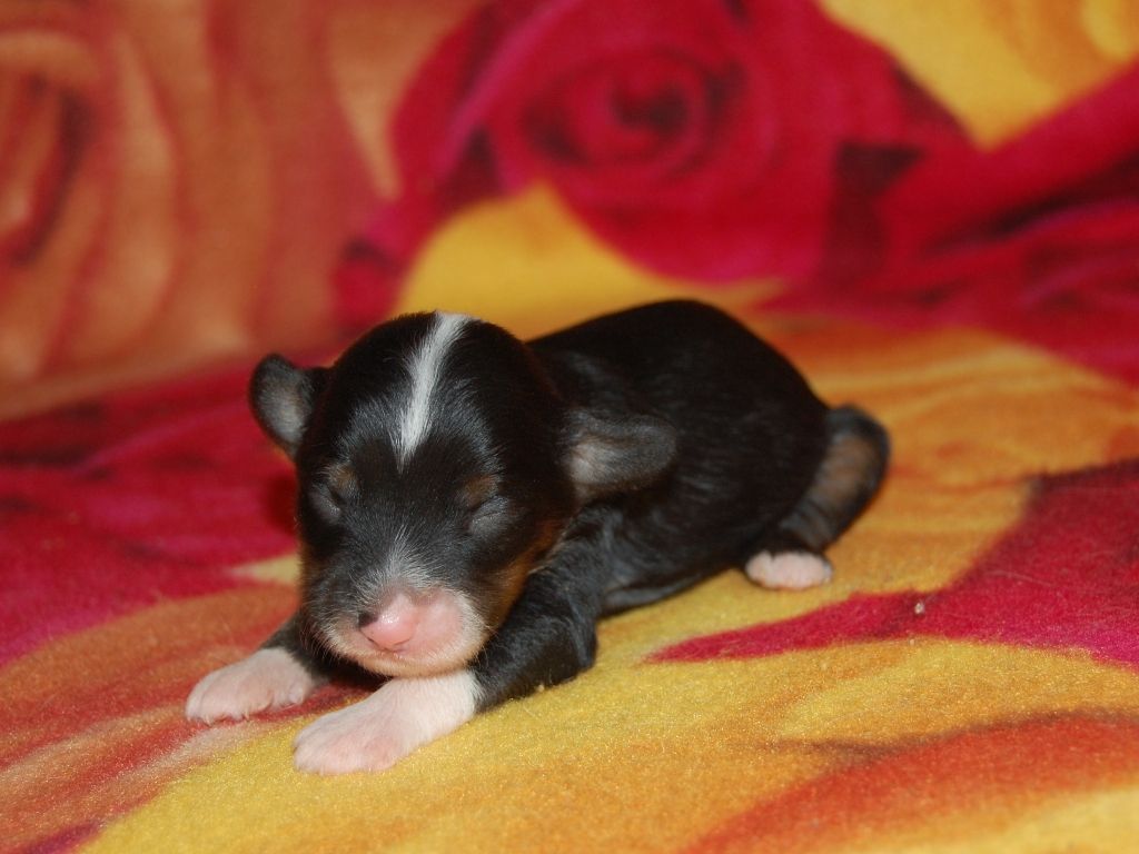 True Magnifisen V..... HL Male