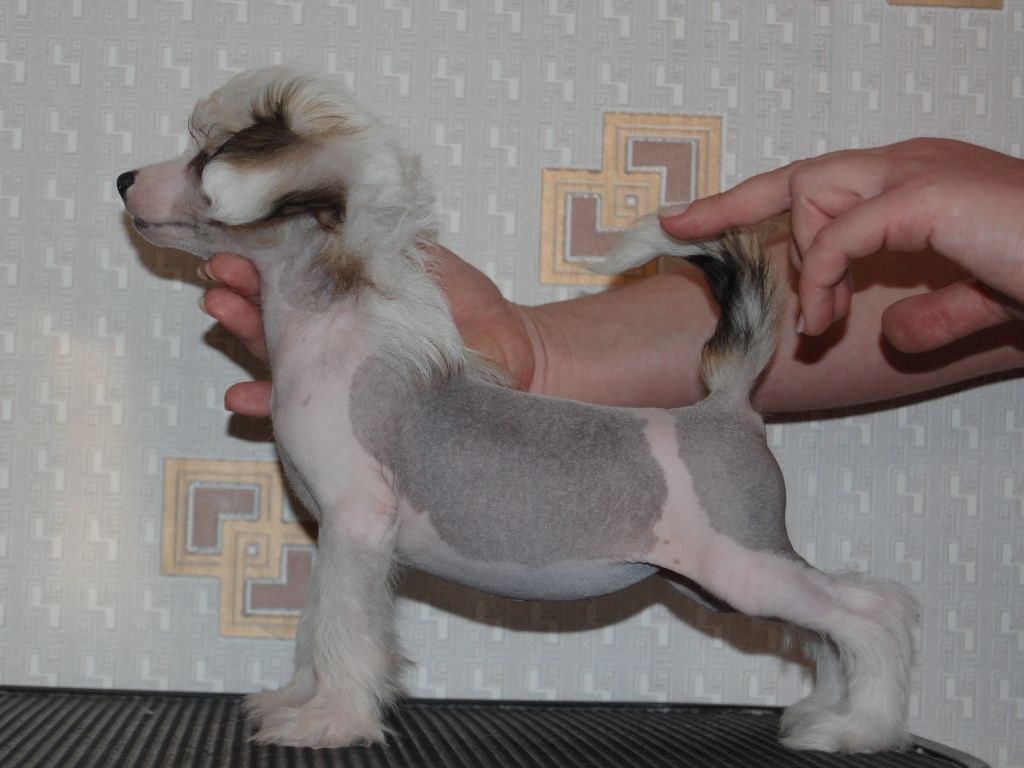 True Magnifisen V..... HL Female