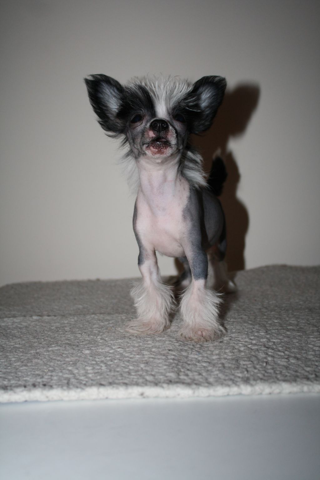 Magic Trick's Shining Star