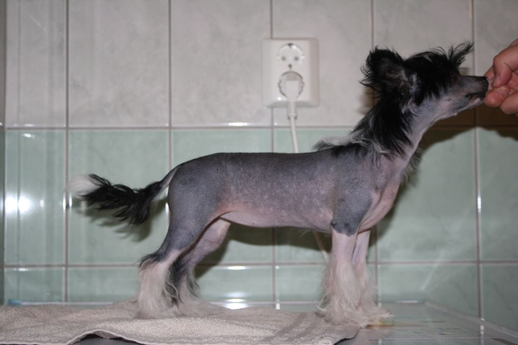 Magic Trick's Mistletoe